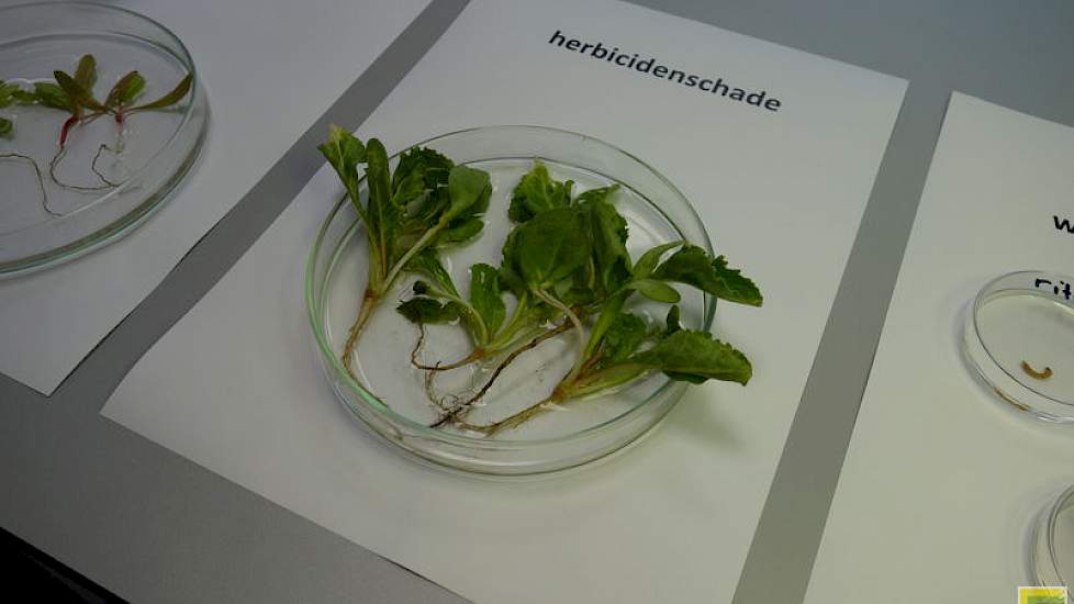 en herbicidenschade...