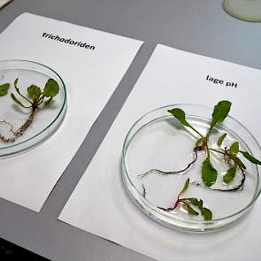 en de gevolgen van lage pH en trichodoriden.
