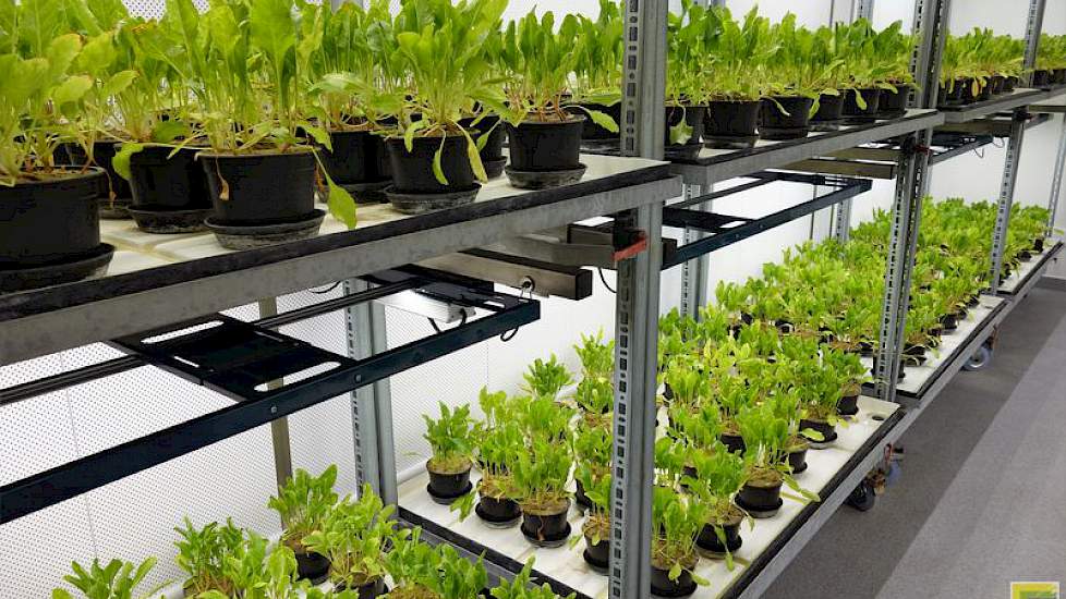 Een van de twee klimaatkamers waar bietenplantjes onder meer worden getoetst op resistentie voor rhizomanie en rhizoctonia en op infectie van stemphylium.