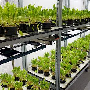 Een van de twee klimaatkamers waar bietenplantjes onder meer worden getoetst op resistentie voor rhizomanie en rhizoctonia en op infectie van stemphylium.
