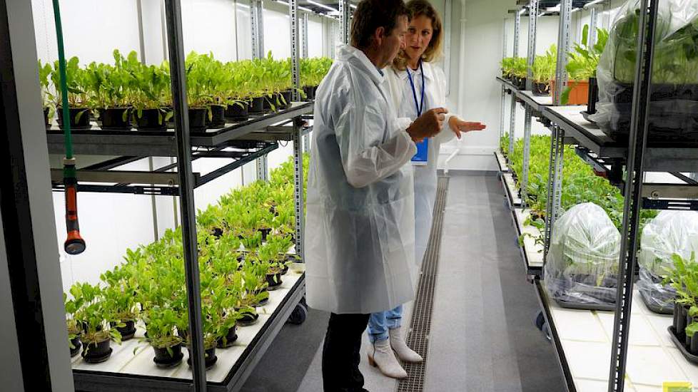 En biotoetsen voor het monitoren van de besmettingsgraad met rhizomanie.