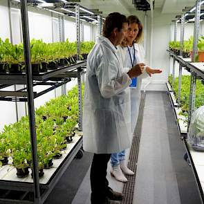 En biotoetsen voor het monitoren van de besmettingsgraad met rhizomanie.