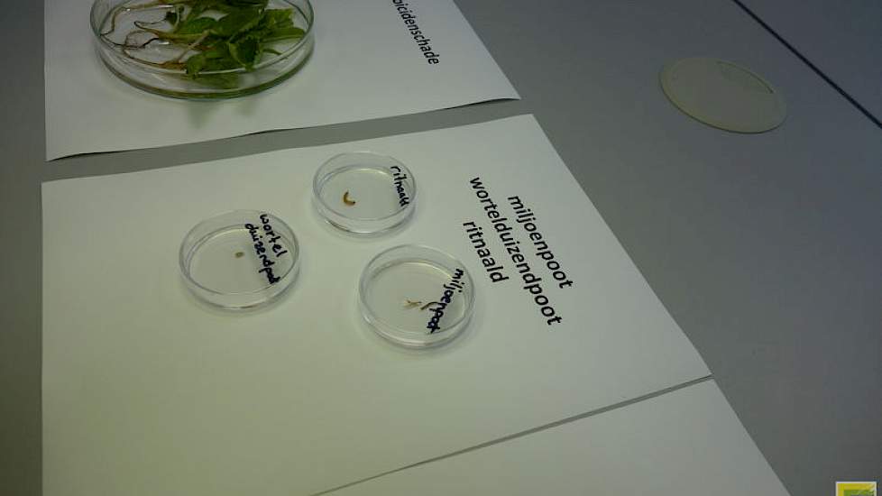 tot schade veroorzakende insecten..