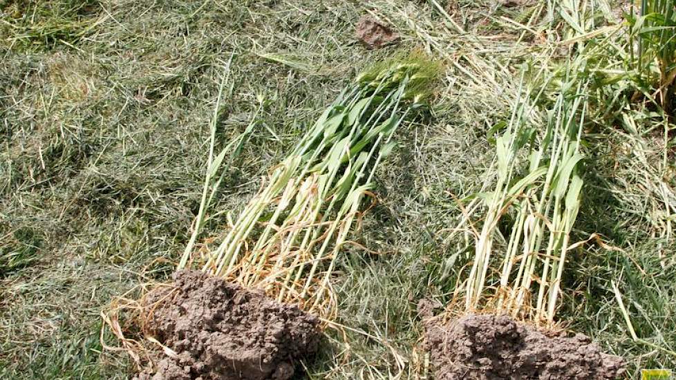 In een actief gestimuleerde bodembiologie ontstaat samenhang in bodemdeeltjes. De bodem is goed doordringbaar, terwijl de aggregaten (samenhangende bodemdeeltjes) omgroeid zijn met gezonde schimmels en bacteriën. De rechter kluit is daar een voorbeeld van