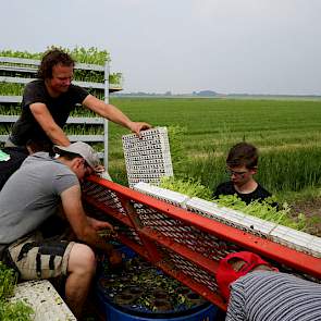 De zes-rijige planter ging al snel kapot. „Daar konden  we alleen nog maar mee  frezen”, zegt medewerker Roy Kreeft.
