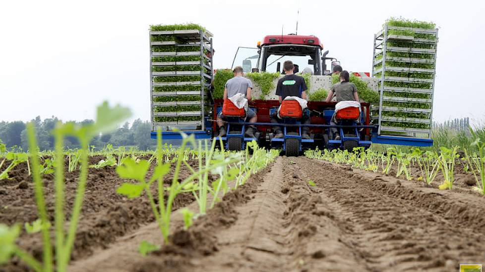 Het planten van de knolselderij is afgelopen week niet helemaal gelukt, want de vijf hectares raakten volledig ondergelopen als gevolg van de heftige regenbuien van dinsdag 29 mei.