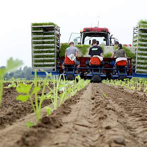 Het planten van de knolselderij is afgelopen week niet helemaal gelukt, want de vijf hectares raakten volledig ondergelopen als gevolg van de heftige regenbuien van dinsdag 29 mei.