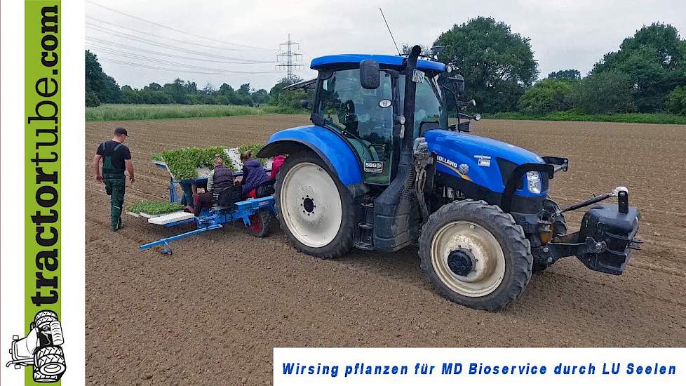Wirsing pflanzen mit LU Seelen aus Maasbree für MD Bioservice GmbH