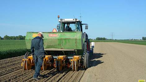 Om de aardappelmoeheid op zijn eigen percelen de baas te blijven, teelt akkerbouwer Bert Westerdijk uit het Noord-Groningse Garsthuizen (lopend) aardappelen als vanggewas, in combinatie met maïs. Daarmee heeft hij het besmettingsniveau op zijn bedrijf fli