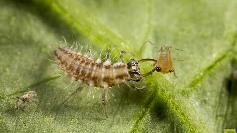 Larve groene gaasvlieg (Chrysoperla carnea) - foto: Koppert Biological Systems