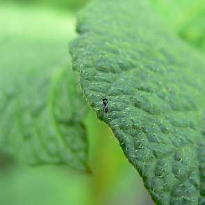 Sluipwesp op aardappelplant - foto: Bayer