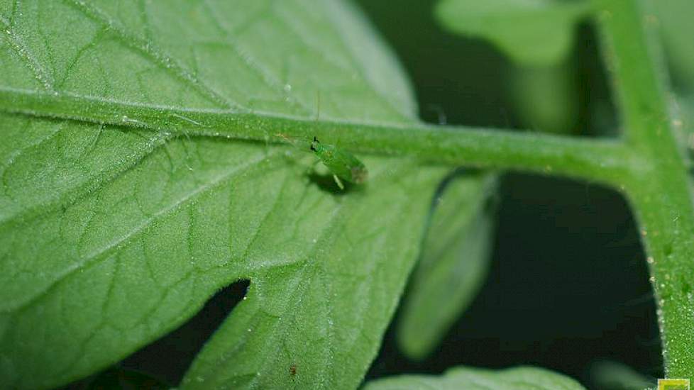 Roofwants (macrolophus caliginosus)- foto: Bayer
