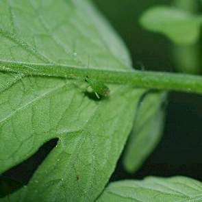 Roofwants (macrolophus caliginosus)- foto: Bayer