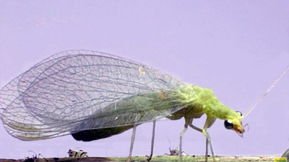 Groene gaasvlieg (Chrysoperla) - foto: Bayer