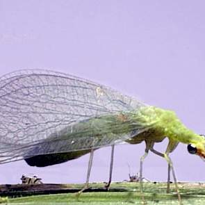 Groene gaasvlieg (Chrysoperla) - foto: Bayer