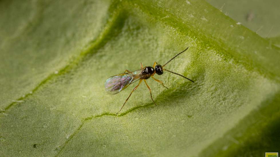 Sluipwesp (Aphidius colemani-3) - foto: Koppert Biological Systems