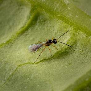 Sluipwesp (Aphidius colemani-3) - foto: Koppert Biological Systems