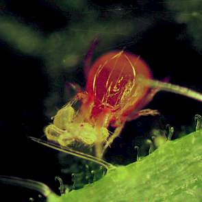 Roofmijt (Phytoseiulus) -  foto: Bayer