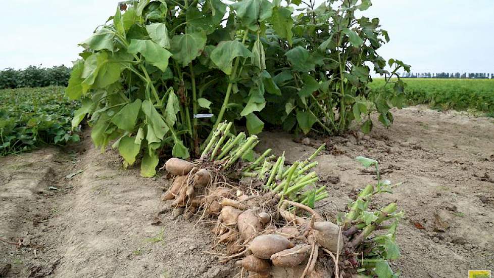 De teelt van zoete aardappel of bataat (Ipomoea batatas).