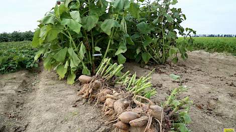 De teelt van zoete aardappel of bataat (Ipomoea batatas).