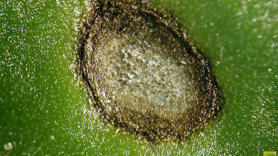 Bladvlek veroorzaakt door cercospora. foto: IRS