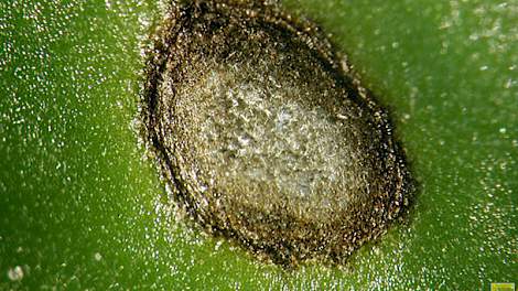 Bladvlek veroorzaakt door cercospora. foto: IRS