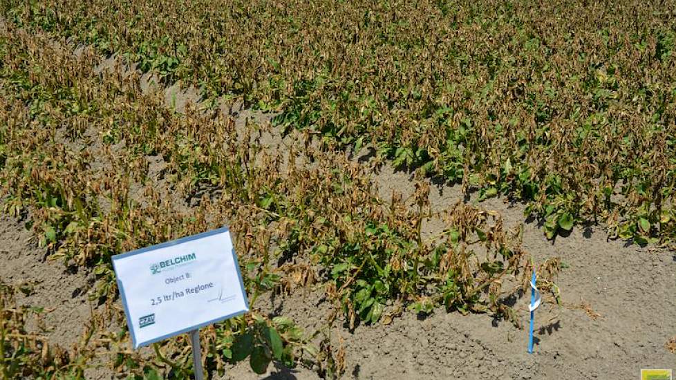 In de loofdodingsproef is gekeken naar de werking van Reglone al dan niet in combinatie met andere middelen. De middelen zijn toegepast op geklapte en niet-geklapte planten. Reglone werkt goed op het blad, maar minder op de stengel. De toelating van het m