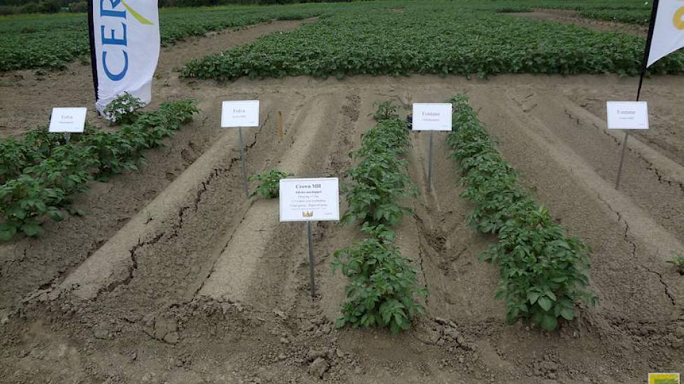 Een aardappelproefveld waarin de effecten van de kiemremmer Crown MH duidelijk in beeld zijn.De opkomst is hier vrijwel nihil.