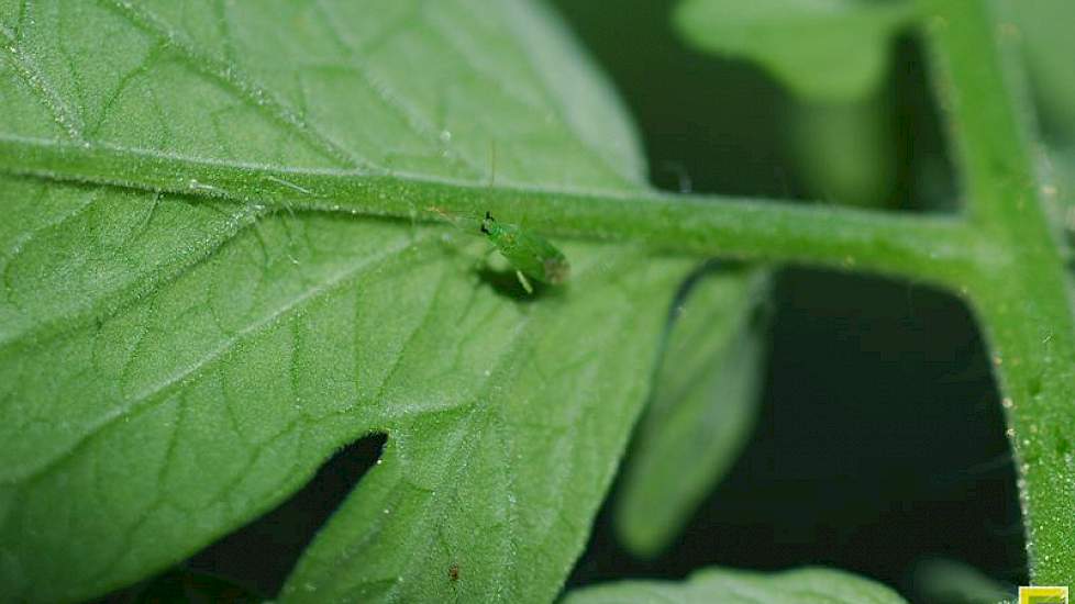 De roofwants (macrolophus caliginosus) vreet de poppen en larven van de trips op.