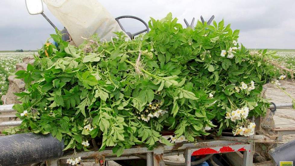 De selectie verloopt vlot, zegt Klaas Jan Hoff. Ook het aantal planten dat ze er uit trekken valt nog mee. Waar ze nu tegenaan lopen zijn virusplanten en een enkele plant met zwartbenigheid. De neven zijn inmiddels met de tweede ronde bezig.