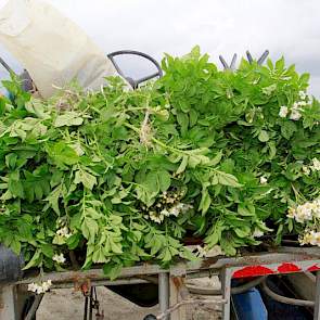 De selectie verloopt vlot, zegt Klaas Jan Hoff. Ook het aantal planten dat ze er uit trekken valt nog mee. Waar ze nu tegenaan lopen zijn virusplanten en een enkele plant met zwartbenigheid. De neven zijn inmiddels met de tweede ronde bezig.