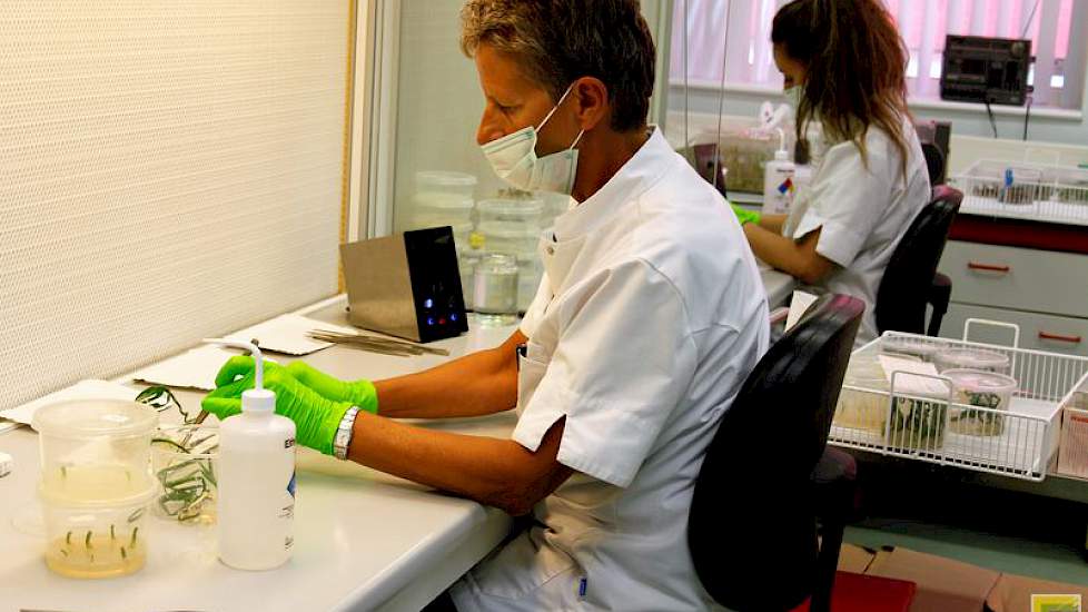 Op het lab van Limagrain/Hazera wordt in zogeheten flowkasten gewerkt aan de vermeerdering van gewassen als  koolzaad, brassica, prei en ui.