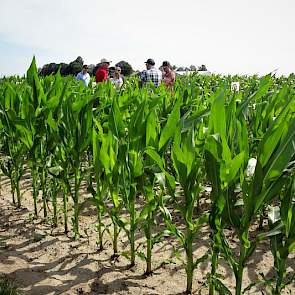 Tekst en uitleg in het veld tussen het groen van de uitgezette gewasdemonstratie mais.
