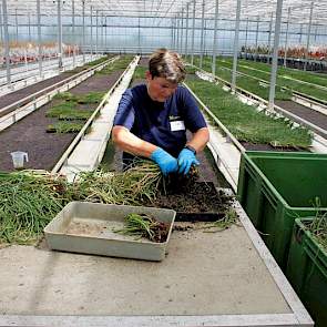 Nieuwe eerstejaarsplantuien worden in de kas geoogst, aansluitend gedroogd en beoordeeld. In februari/maart 2019 gaan ze naar de teler en worden eind juni geoogst. Dan wordt gekeken of er een mogelijk geschikt nieuw uienras tussen zit. Maar dat is lang ni