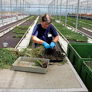 Nieuwe eerstejaarsplantuien worden in de kas geoogst, aansluitend gedroogd en beoordeeld. In februari/maart 2019 gaan ze naar de teler en worden eind juni geoogst. Dan wordt gekeken of er een mogelijk geschikt nieuw uienras tussen zit. Maar dat is lang ni