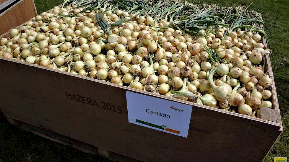 Hazera toonde op het middenterrein enkele uienrassen, zoals de plantuien Contado. Dit uienras is in oktober 2015 geïntroduceerd. Contado is een zeer vroege tot vroege plantui met een geel – brons bruine kleur. De resultaten in de afgelopen twee jaar zijn