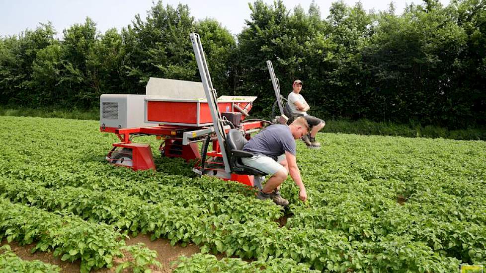 Voor de selecteurs naar een nieuw perceel gaan, wordt de wagen niet ontsmet. Als er flink bacterie wordt gevonden, passen ze hun rijschema aan, waarbij de percelen waarin het meest te selecteren valt als laatste worden gedaan.