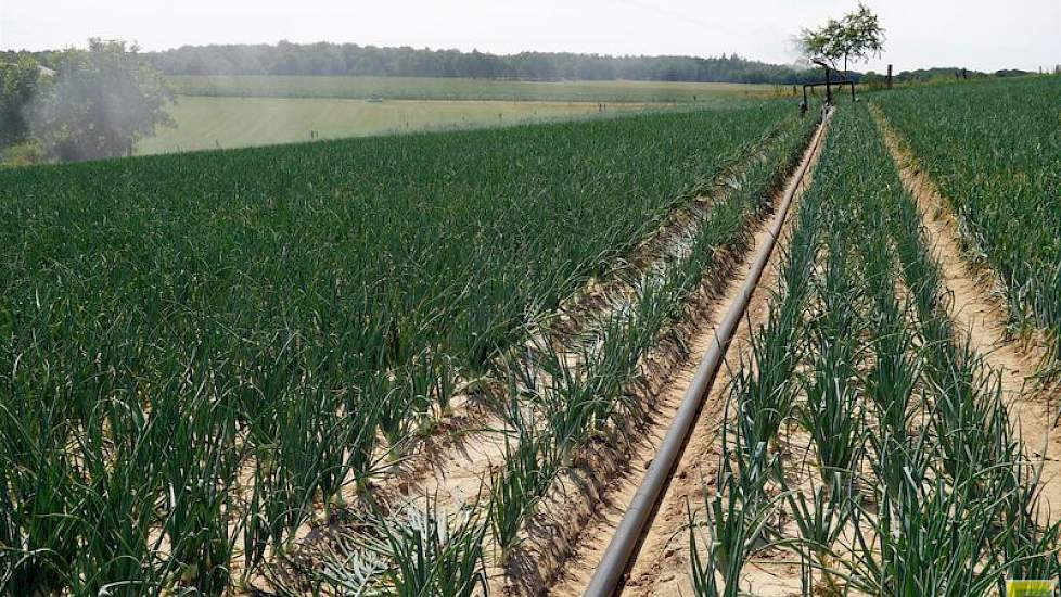 Op de flanken van de Groesbeekse heuvelrug, een restant van de voorlaatste ijstijd, groeien uien op 45 meter boven Normaal Amsterdams Peil (NAP). En dat is te merken: het is extreem droog. Vorige week heeft de maatschap een eigen waterbron gecreëerd, aang