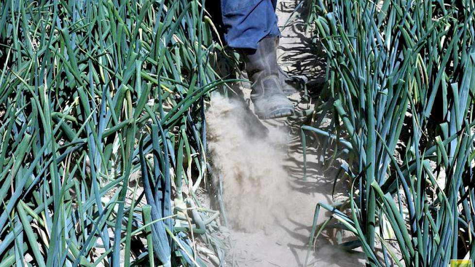 „Die buien zijn echt teveel, want dan gaat  het hier spoelen en stroomt alle rijke grond met het water naar het midden weg en dan verder naar de houtwal aan de rand van het perceel. Wat je daar nu nog van ziet is het poeder dat eerst als zand met het wate