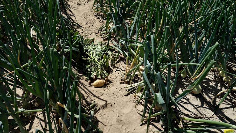 Op het perceel waar de uien groeien heeft Lamers in 2015 aardappelen van het ras Fontane geteeld. Nu drie jaar later verraadt een enkele opgekomen aardappelplant de voorgeschiedenis van deze akker. In 2016 is er bladrammenas gezaaid en ook hiervan is er o