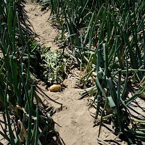Op het perceel waar de uien groeien heeft Lamers in 2015 aardappelen van het ras Fontane geteeld. Nu drie jaar later verraadt een enkele opgekomen aardappelplant de voorgeschiedenis van deze akker. In 2016 is er bladrammenas gezaaid en ook hiervan is er o