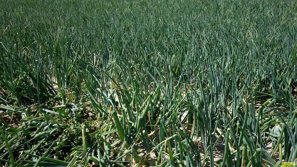 Vorig jaar heeft maatschap Lamers voor de eerste keer Summit-uien geteeld. „We hebben dit jaar 3,4 eenheden á 120.000 uienzaadjes per hectare gezaaid. Het zaad was geprimed voor een gelijk opkomend gewas. Dit jaar kregen we de eerste bui toen de uienplant