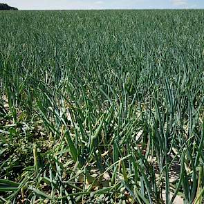 Vorig jaar heeft maatschap Lamers voor de eerste keer Summit-uien geteeld. „We hebben dit jaar 3,4 eenheden á 120.000 uienzaadjes per hectare gezaaid. Het zaad was geprimed voor een gelijk opkomend gewas. Dit jaar kregen we de eerste bui toen de uienplant