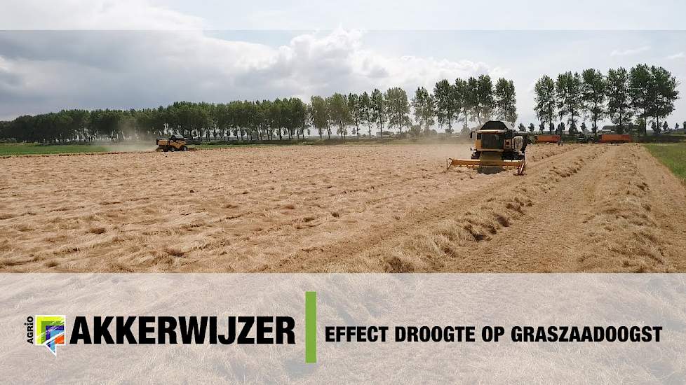Effect droogte op graszaadoogst