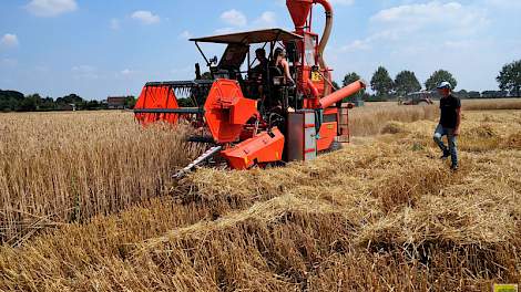 Op een van de percelen van proeflocatie Vredepeel (LB), onderdeel van de business unit Open teelten van Wageningen University & Research (WUR), is afgelopen week 2,5 hectare triticale gedorst.