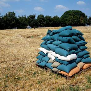 De gelabelde graanzakken gaan vanuit Vredepeel naar de Nederlandse vestiging van Lantmännen SW Seed in Emmeloord. Hier wordt de triticale verder behandeld en beoordeeld.