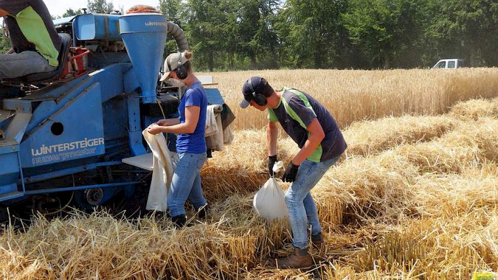 Zijn collega’s, met noodzakelijke mondkapjes tegen al het vrijkomende stof, houden vanaf het veld een oogje in het zeil en vullen de zakken met graan.