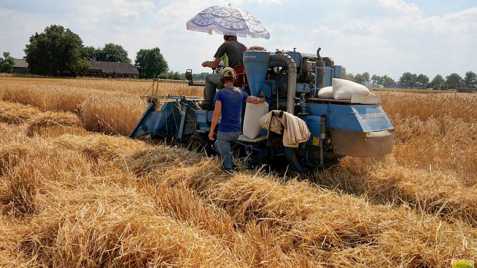 Met twee proefvelddorsers hebben WUR-medewerkers onder ideale omstandigheden de triticale geoogst. Op de bok van de oudste proefveldcombine zorgde Jos van Meijel, met ruim 30 jaar PPO/WUR-ervaring de oudste medewerker, dat alle triticale netjes werd gedor
