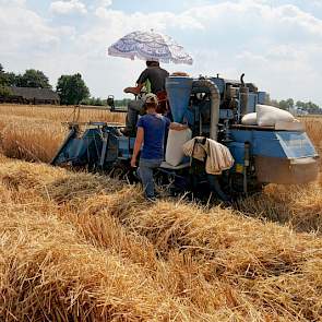 Met twee proefvelddorsers hebben WUR-medewerkers onder ideale omstandigheden de triticale geoogst. Op de bok van de oudste proefveldcombine zorgde Jos van Meijel, met ruim 30 jaar PPO/WUR-ervaring de oudste medewerker, dat alle triticale netjes werd gedor