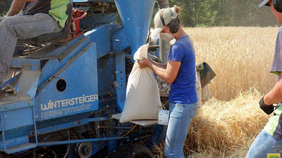 Volle zakken met geoogste triticale worden tijdens het dorsen verwisseld.